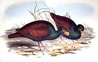 ‏Didunculus strigirostris (tooth-billed pigeon), איור של היונה מסמואה שיצר ג'ון גולד, כפי הנראה על פי פוחלץ