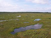 Las turberas son humedales de agua dulce que se desarrollan en áreas con agua estancada y baja fertilidad del suelo.