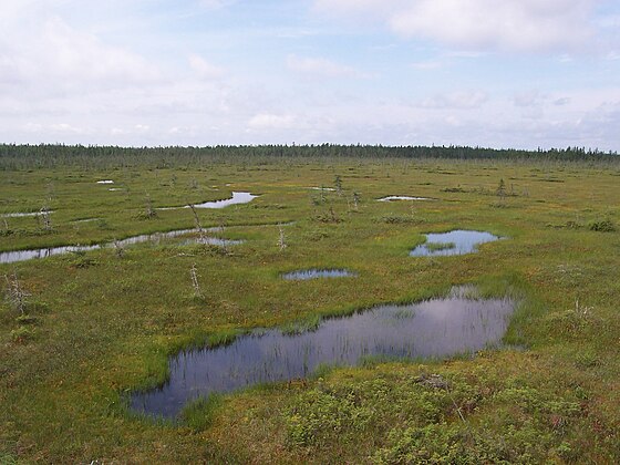 A Sphagnum bog with spruce trees on a forested ridge in Quebec