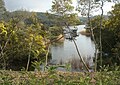 Le plan d'eau vu à travers les mimosas.