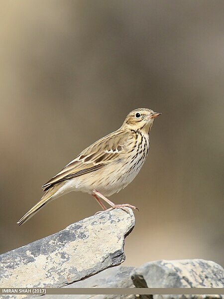 File:Tree Pipit (Anthus trivialis) (43617938700).jpg