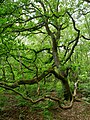 Oak tree on St Paul's Cray Common between Chislehurst and St Paul's Cray.