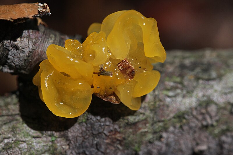 File:Tremella mesenterica (35591975886).jpg