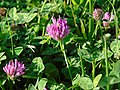 Trifolium pratense Trevo rubio