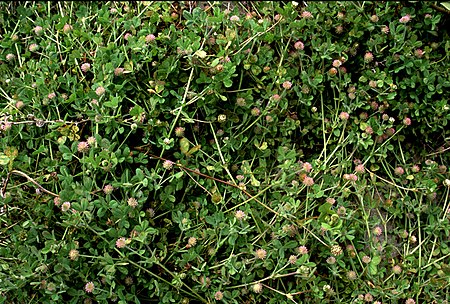 Trifolium microcephalum