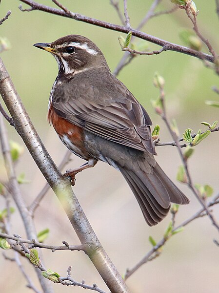 File:Turdus iliacus Oulu Finland 2016-05-13.jpg