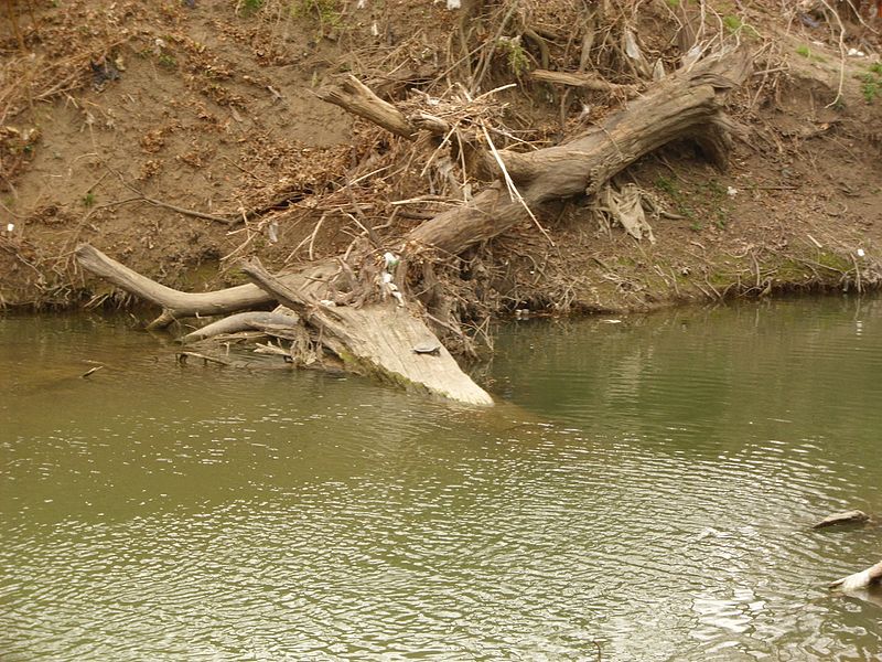 File:Turtle in Harry Moss Park, Dallas - panoramio.jpg