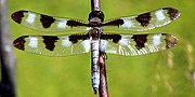 Thumbnail for Twelve-spotted skimmer