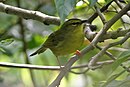 aves De Argentina