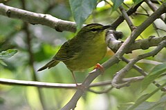 Description de l'image Two-banded Warbler (Myiothlypis bivittata) (8077585789).jpg.