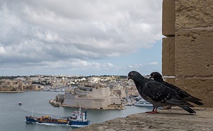 Two pigeons and the Fort St. Angelo in the background, seen from the Upper Barrakka Gardens, Valletta, Malta