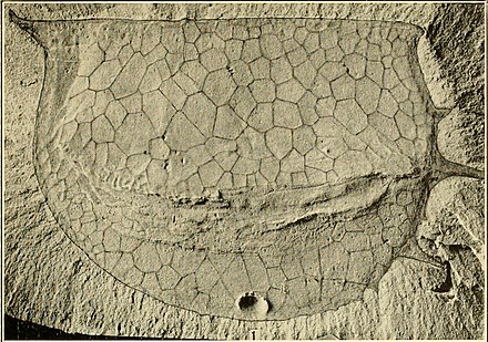 400 млн лет назад какая. Окаменелости с мягкими тканями. Существа древности 500 млн. 500 Миллионов лет назад. Tuzoia.