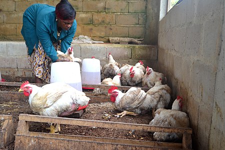 Une fermière dans sa ferme avec de gros poulets