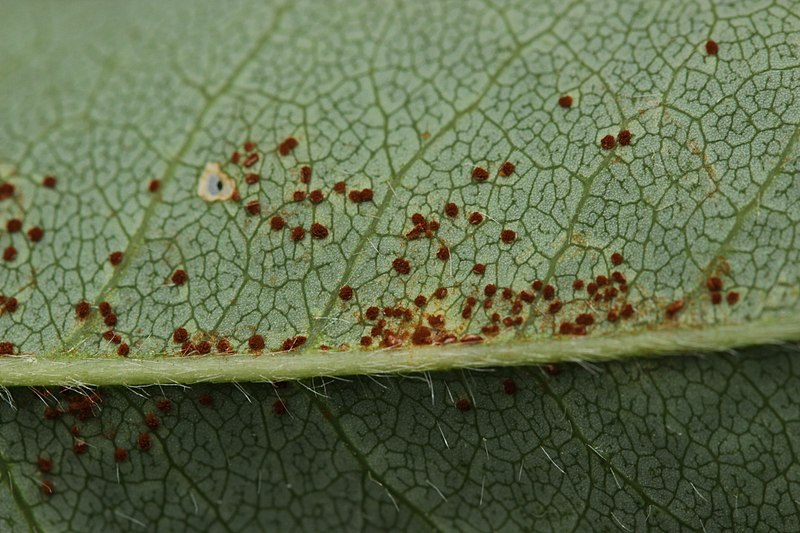 File:Uromyces laburni on Alpine Laburnum - Laburnum alpinum (42574633300).jpg