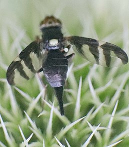 Імаго Urophora dzieduszyckii на молодому суцвітті Echinops exaltataus, Україна