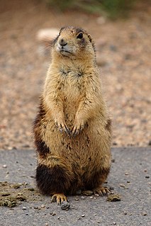 <span class="mw-page-title-main">Utah prairie dog</span> Species of rodent