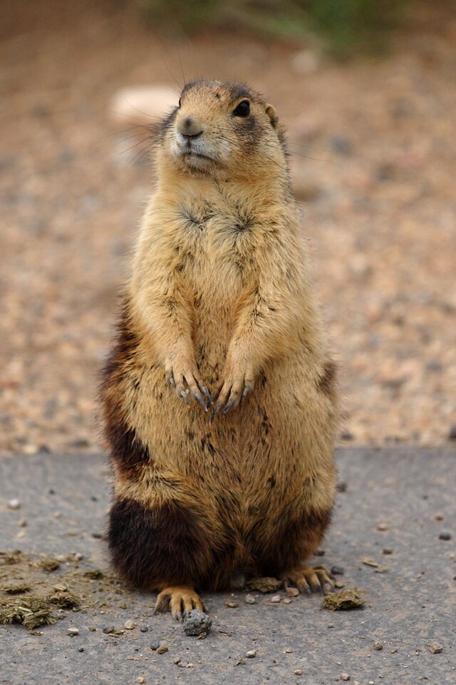 are prairie dogs endangered species