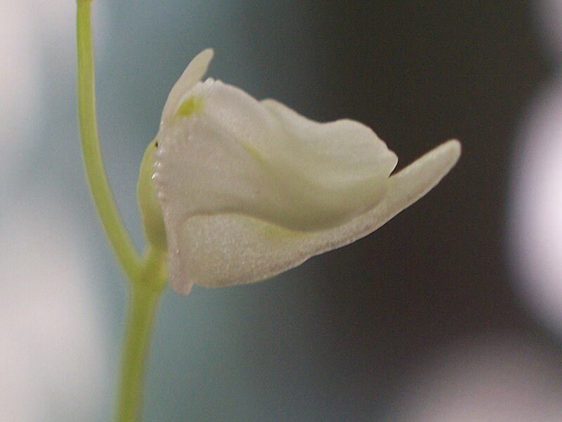 File:Utricularia livida flower2.jpg