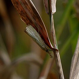 Agriphila vulgivagellus