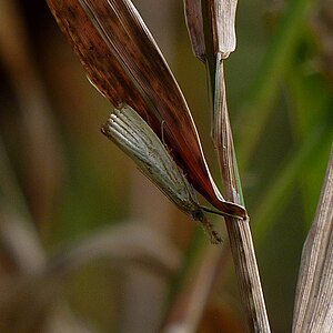 Vagabond Crambus.jpg