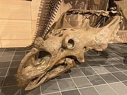 Dinosaur skull with a large beak and neck-frill