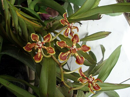 Vanda arcuata