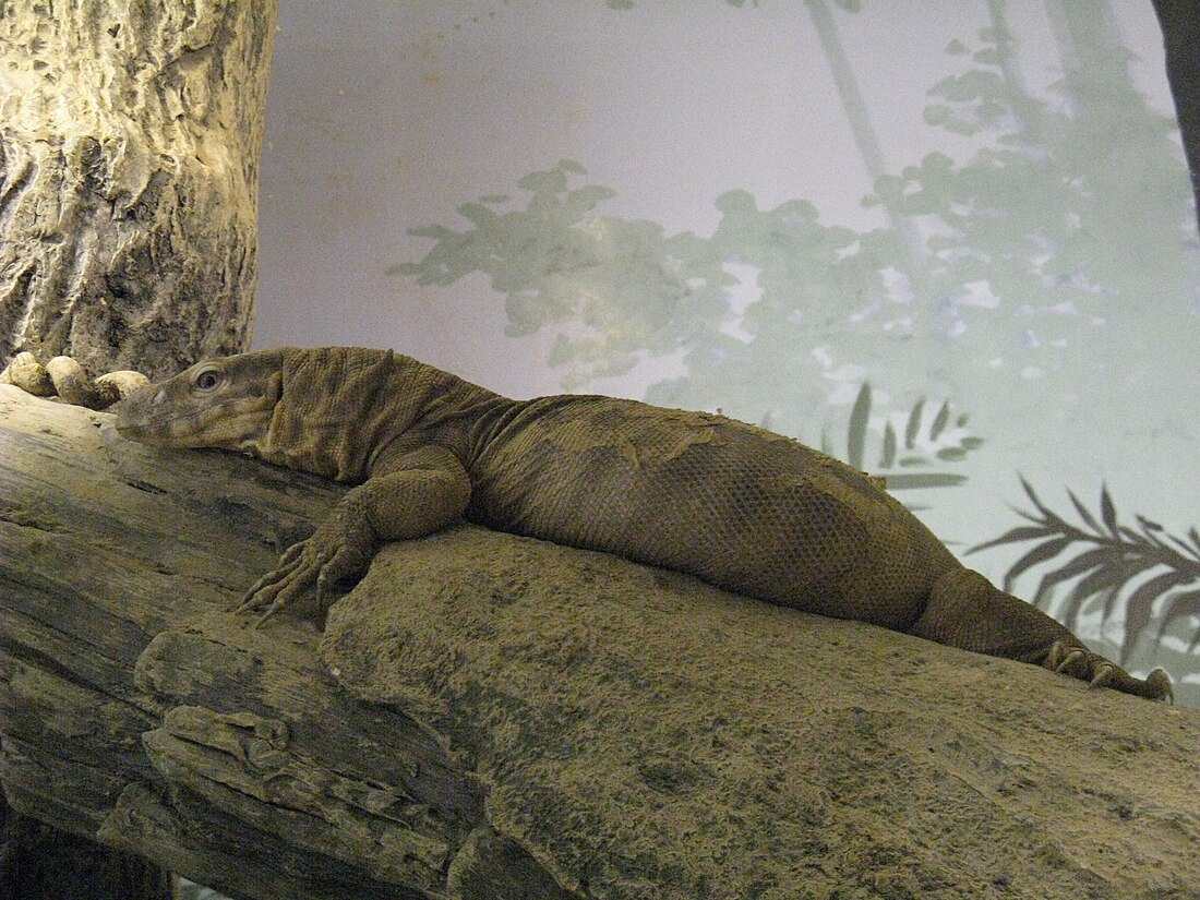 Varanus flavescens