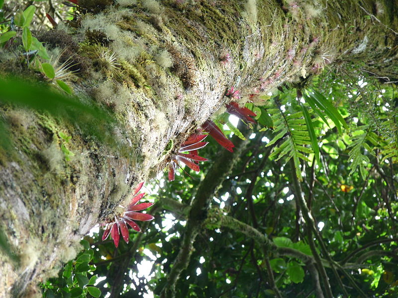 File:Vegetación de la Reserva de la Biosfera La Amistad Panama (RBLAP) 27.JPG