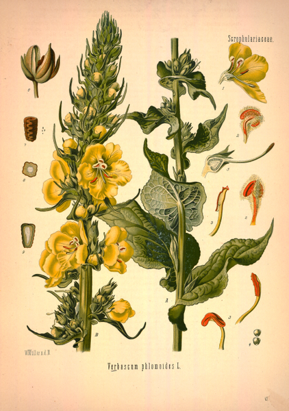 File:Verbascum phlomoides - Köhler–s Medizinal-Pflanzen-144 0325.png