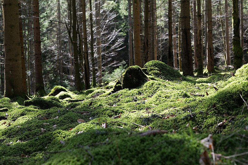 File:View from trail from Schwarzenbachtalsperre to Untere Birkenaustraße 2020-03-15 04.jpg