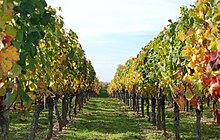 Vigne - Vignes en automne.jpg