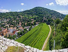 Il vigneto Pusterla visto dal castello