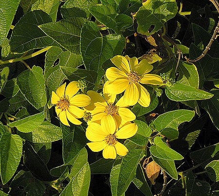 Viguiera cordifolia