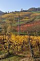 Vineyards - Bettola, Vezzano (RE) Italy - November 13, 2011 - panoramio (1).jpg