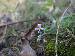 Vittadinia muelleri head9 DC - Flickr - Macleay Grass Man.jpg