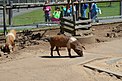 Protestschweine im Vogelpark Schotten