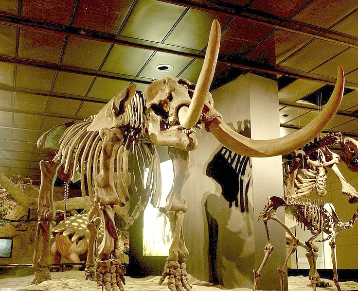 File:WLA hmns American Mastodon Mammut americanum 2.jpg