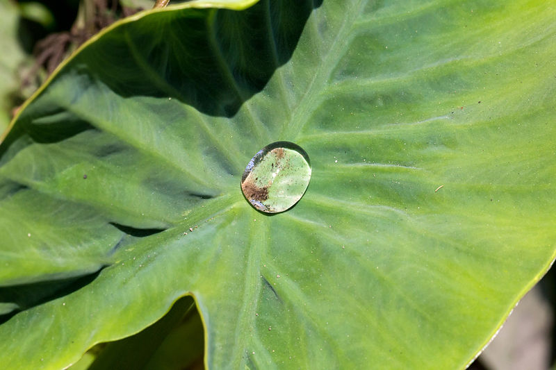 File:Water on a leaf, Sambisari Temple, Yogyakarta, 2014-09-28.jpg