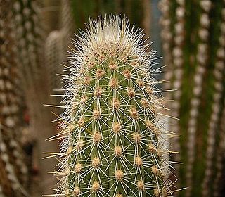 <i>Weberbauerocereus</i> Species of plant