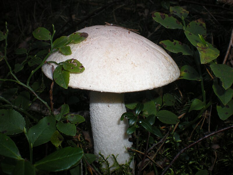 File:Weißer Birkenpilz - Koźlarz biały - Leccinum percandidum - 01.jpg