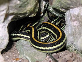 Western Ribbon Snake, Thamnophis proximus - Flickr - GregTheBusker.jpg