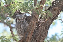 Southern white-faced owl White-faced Owl.jpg