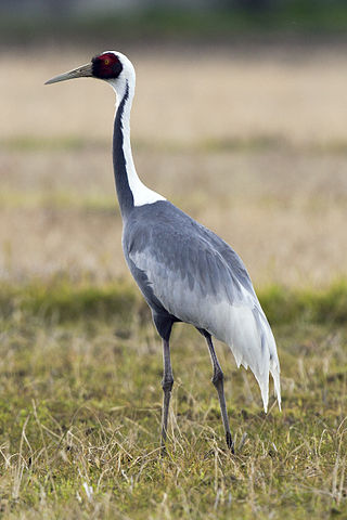 <span class="mw-page-title-main">White-naped crane</span> Species of bird