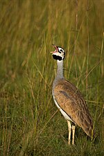 Thumbnail for White-bellied bustard