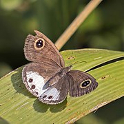 Ypthima ceylonica (White four-ring) dorsal