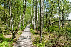 Habitat.Kaltenbronn.Germany Wildsee-pjt1.jpg