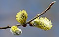 Sallow catkin (Salix caprea)