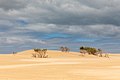 * Nomination Sand dune “Big Drift” in Wilsons Promontory National Park, Victoria, Australia --XRay 04:18, 19 January 2020 (UTC) * Promotion  Support Good quality -- Johann Jaritz 04:50, 19 January 2020 (UTC)  Support Good quality. --Shizhao 08:38, 19 January 2020 (UTC)