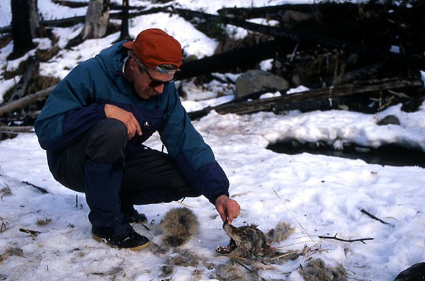 Rolf Peterson investigating the carcass of a coyote killed by a wolf in Yellowstone National Park, January 1996