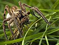 Wolf spider preying on a grasshopper, Melisochori, Greece